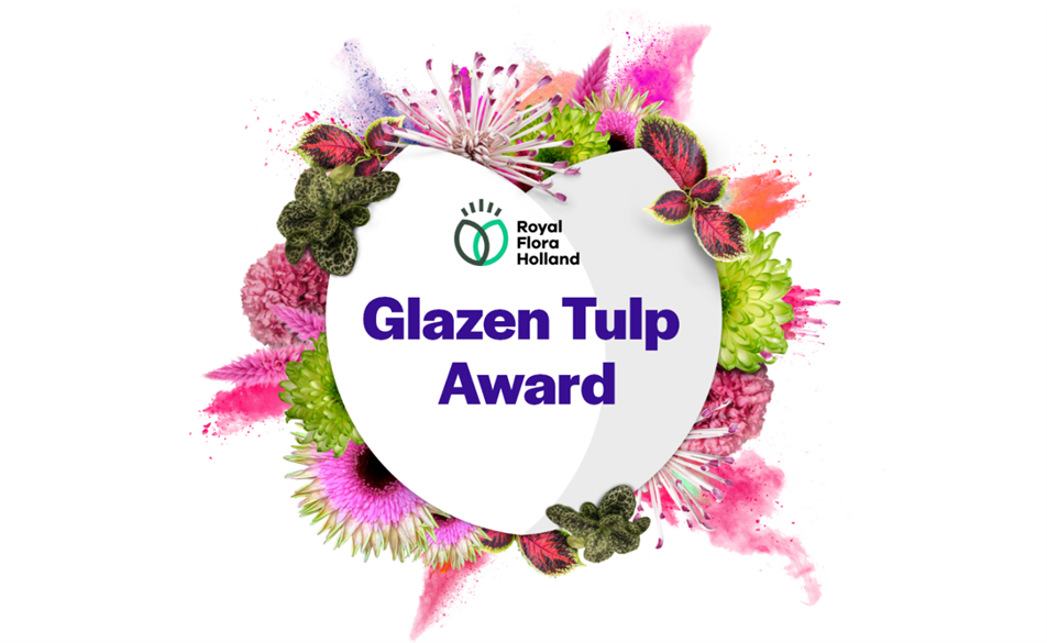 tulp